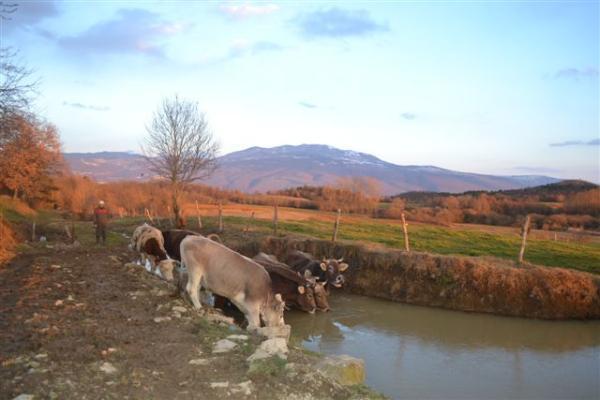 Agroturism Stara Stala Hotel Borut ภายนอก รูปภาพ